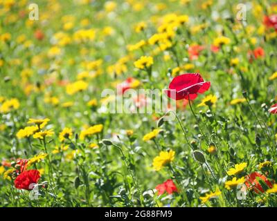 British wildflowers including Corn Marigold (glebionis), English Chamomile (chamaemelum nobile), Cornflower (centaurea) and Corn Poppy (papaver) Stock Photo