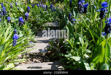 Spring flowering Muscari latifolium broad leaved grape hyacinth growing beside stepping stone path UK April Stock Photo