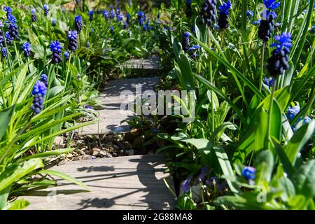 Spring flowering Muscari latifolium broad leaved grape hyacinth growing beside stepping stone path UK April Stock Photo