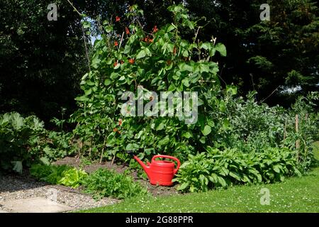 Flowering runner beans growing up sticks in a small vegetable garden. A red watering can is on the ground between spinach and a row of lettuce Stock Photo