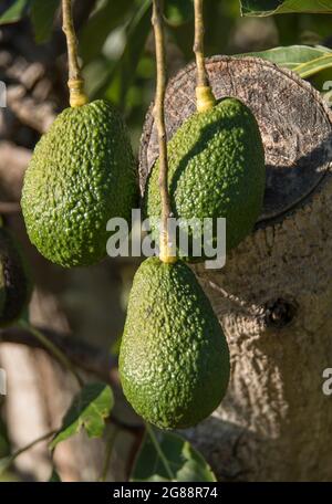 Three mature, green Hass avocados hanging on tree (persea americana) in orchard in Queensland, Australia. Ready to pick but still hard. Winter. Stock Photo