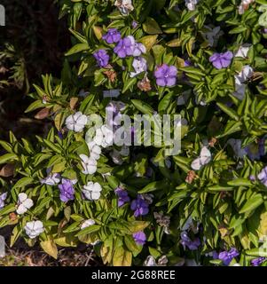 'Yesterday today and tomorrow' shrub (Brunfelsia pauciflora) flowers that change colour. Native of Brazil, growing in garden in Queensland, Australia. Stock Photo