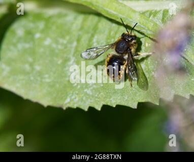 Leaf cutter bee (Megachilidae) on a teazle leaf UK summer July Stock Photo