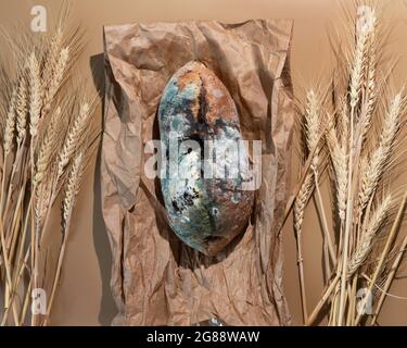 Green moldy bread on craft pack. Food waste concept. Minimalist style. Stock Photo