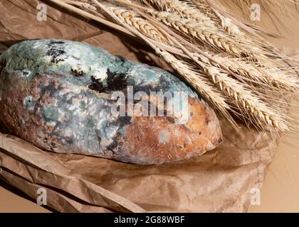 Green moldy bread on craft pack. Food waste concept. Minimalist style. Stock Photo