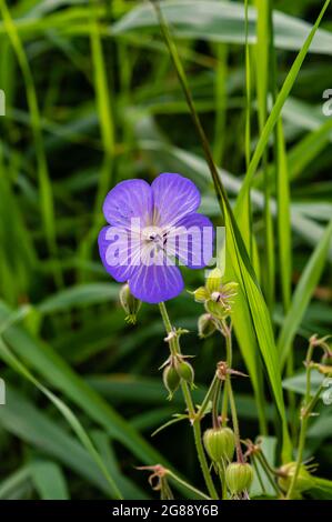 Vertical Close-up image of a purple-blue flowering meadow geranium Stock Photo