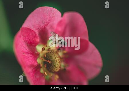 common fly sitting on small red flower in spring garden. Blurred green natural background Stock Photo