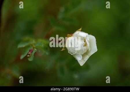 single white unopened rose bud in garden, petals covered with water drops after rain. Some blurred green leaves. Natural green background. Stock Photo