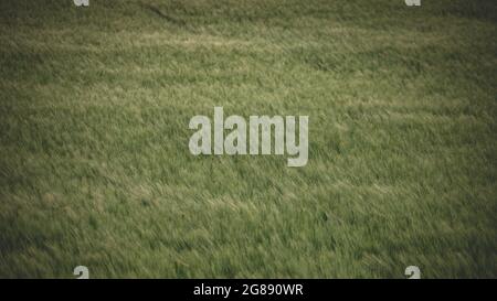 green rye field in windy weather. Early summer agricultural background Stock Photo