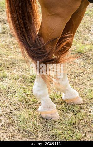 Hooves and hind legs with tail of a brown domestic horse (Equus ferus caballus) on a pasture in the countryside Stock Photo