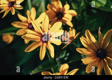 Yellow Rudbeckia flowers in the evening sunlight Stock Photo