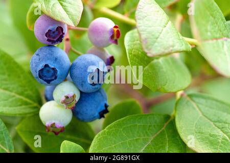 blue and green blueberries on bush closeup, stock photo Stock Photo