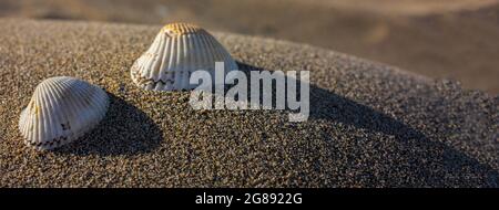 Seashells on the sand, banner image with copy space Stock Photo