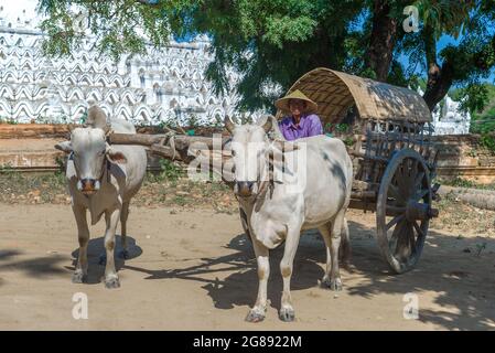 MINGGONG, MYANMAR - DECEMBER 21, 2016: A Burmese man on a cart pulled by two bulls. Mingun tourist transport Stock Photo