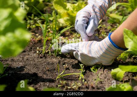 The farmer's hands holds the plucked weed. Stock Photo
