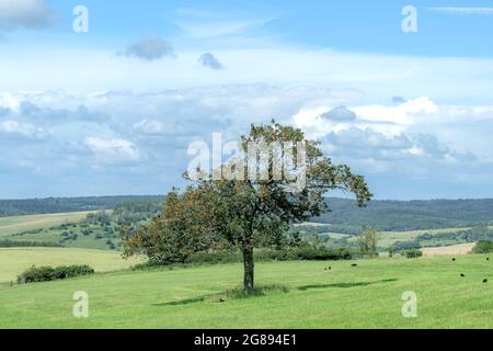 Tree in Trundle, West Sussex, UK Stock Photo