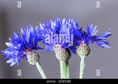 Real pretty flowers of blue cornflowers large on grey background Stock Photo