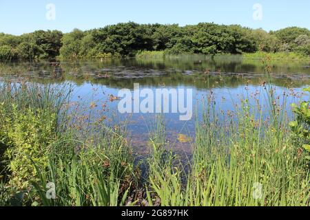 Sands Lake, Ainsdale Dunes Nature Reserve, Sefton Coast, UK Stock Photo