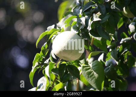 Unripe fruits of stone apple or Indian Bael (Aegle marmelos) Stock Photo