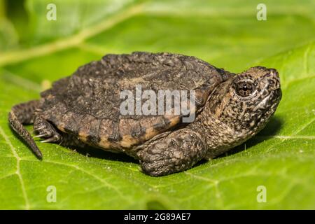 Common Snapping Turtle (Cheldra serpentina) Stock Photo