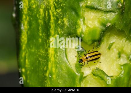 Striped Cucumber Beetle (Acalymma vittatum) Stock Photo
