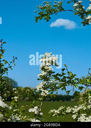 Sprigs of blossom, a verdant woodland-bound field, a deep blue sky and a single cloud, mimicking one of blossom-covered branches. Stock Photo