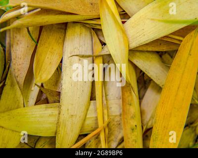Dry bamboo leaves. Natural background from yellow bamboo leaves Stock Photo