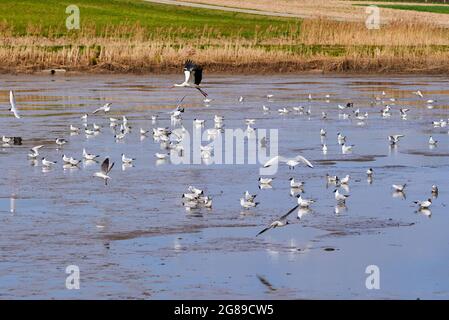 Black-headed gulls colony searching for food in a pond Stock Photo