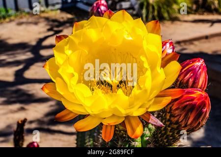 Large Yellow Prickley Pear Cactus Flower Old Town San Diego California Stock Photo