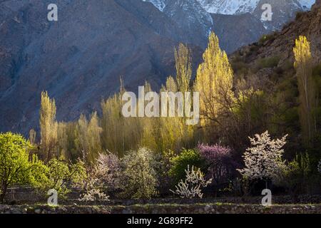 Cherry and apricot blossom in Hunza mountain valley Pakistan Stock Photo