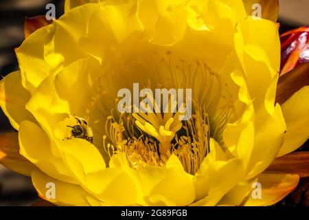 Large Yellow Prickley Pear Cactus Bee Flower Old Town San Diego California Stock Photo