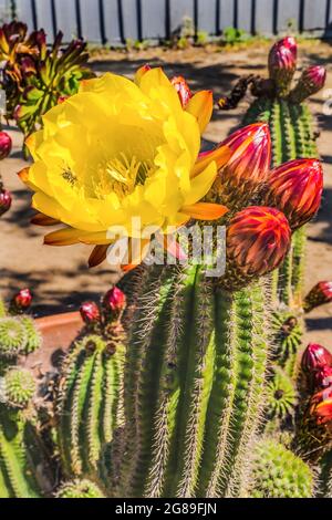 Large Yellow Prickley Pear Cactus Bee Flower Old Town San Diego California Stock Photo