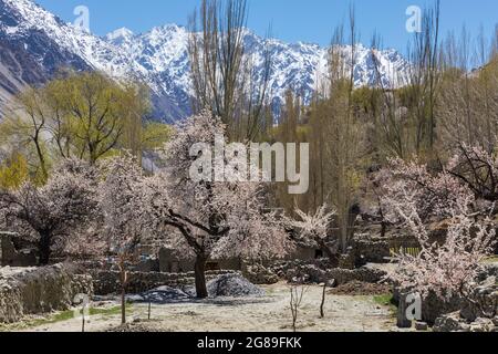 Cherry and apricot blossom in Hunza mountain valley Pakistan Stock Photo