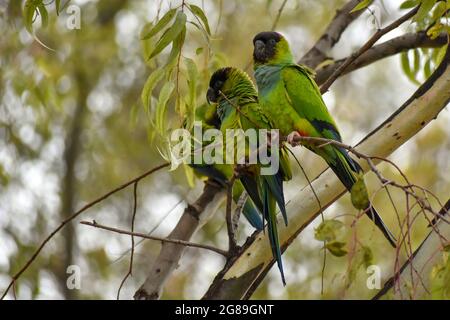 group of nanday parakeet (Aratinga nenday), also known as the black-hooded parakeet, seen in a park in Buenos Aires, Argentina Stock Photo