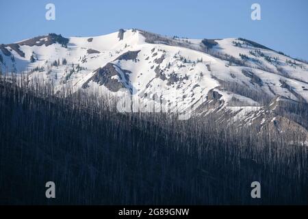 Snowy mountain peaks (in June) with forest fire damaged trees, as seen from the East Entrance Road, Yellowstone National Park, Wyoming, USA. Stock Photo