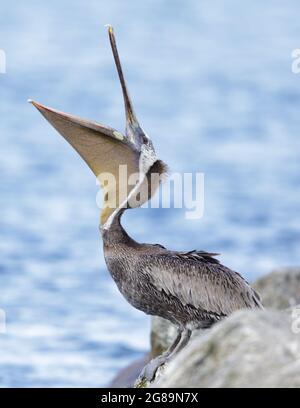Brown Pelican Adult Yawning. Monterey Bay, California, USA. Stock Photo