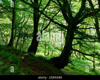 looking out from the dark centre of the wood to the sunlight shining through the outer edges, Stow woods, Cornwall, UK Stock Photo