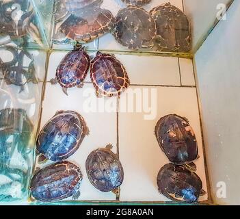 Many eels and turtles gathered in Bangrak market on Koh Samui Surat Thani Thailand. Stock Photo