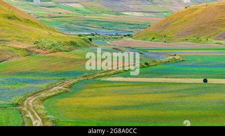Blooming cultivated fields, famous colourful flowering plain in the Apennines, Castelluccio di Norcia highlands, Italy. Agriculture of lentil crops, r Stock Photo