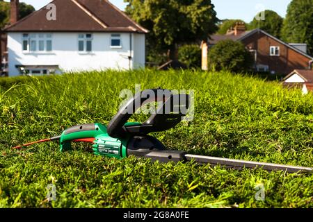 Electric hedge clippers on a tall Leylandii hedge in the U.K. Stock Photo
