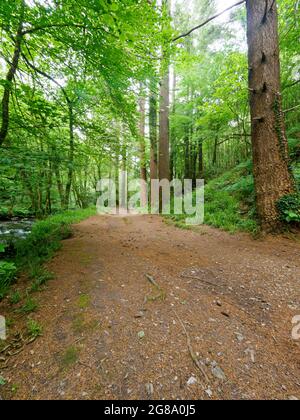 Track through Stara Community woodland, Cornwall, UK Stock Photo