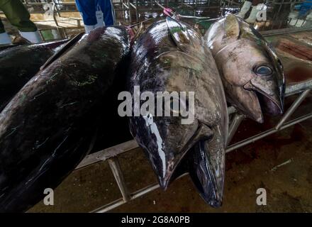 Fresh tuna for sale in the market Stock Photo