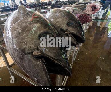 Fresh tuna for sale in the market Stock Photo