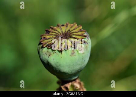 A green poppy seed capsule against a green blurred background Stock Photo