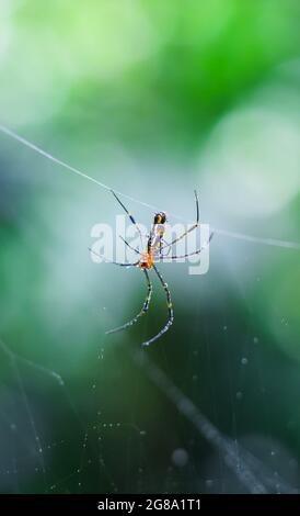 Spider sitting on the web with green background. Dewdrops on spider web (cobweb) closeup with green and bokeh background for the wallpaper. Stock Photo