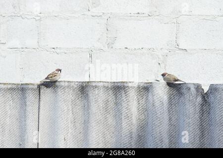 two sparrow birds sitting on the old slate fence Stock Photo