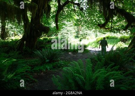Hoh Rain Forest, Olympic National Park, Washington State, USA. Stock Photo