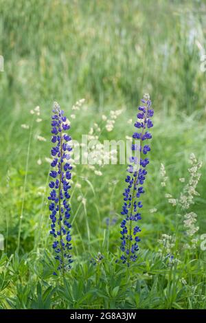 Closeup of blue big-leaved lupine flower in green meadow detail. Beautiful nature background with two blooms of poisonous perennial herb. Grass spikes. Stock Photo