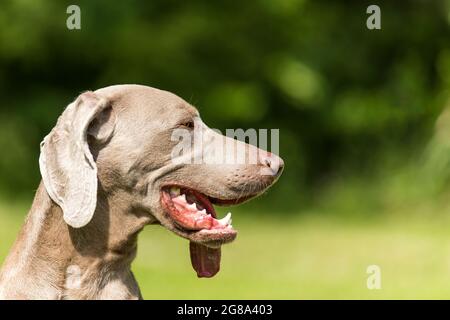 Weimaraner head. Blurred background. Hunting dog in the meadow. Dog's eyes. Stock Photo