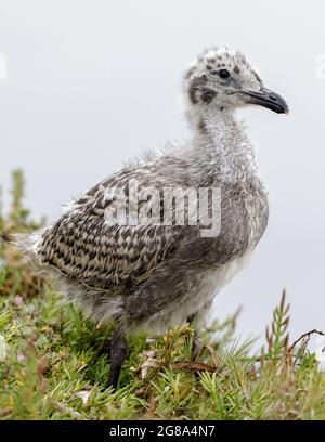 Western Seagull Baby. Elkhorn Slough, Monterey County, California, USA. Stock Photo